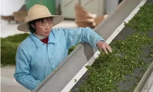 A Shanghai si è tenuta la mostra centenaria della cultura del tè in stile Sha...