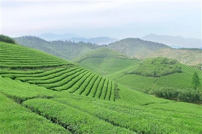 Do A Good Job in Tea +